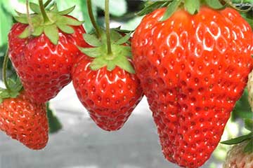 【日帰り9,990円!/千葉・津田沼・松戸発】上州いちご狩り食べ放題&うなぎ重弁当の昼食と3キロお土産付き!1